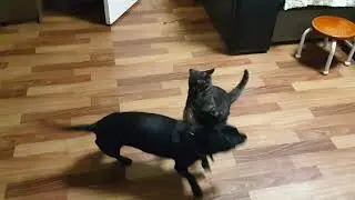 Кот и такса