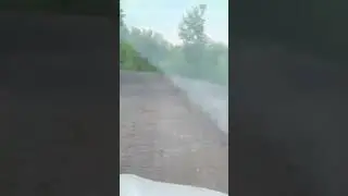 Любопытную белку заметили на дороге в СНТ 