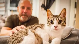 Gatita caída de un balcón encuentra el hogar perfecto!