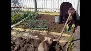 Как медвежонок помогает картошку сажать.