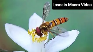 Insects Macro Photography | Insects Collecting Nectar.| Insects Documentary @Technophotography