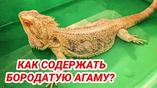 Бородатая агама уход и содержание. Как ухаживать за бородатой агамой