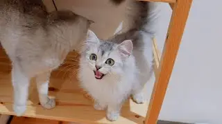 A kitten whose meowing behavior was completely inherited from her father's cat was so cute...