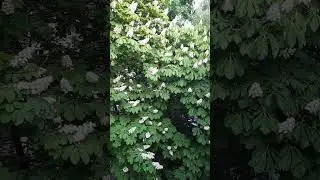 Цветет каштан. Гольяново. Москва.