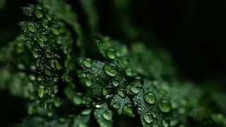 4K Relaxing Nature Sounds - Short Video Clips of Nature!! #nature #naturelover #rainsounds