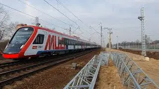Иволга на Новодачной 07.03.2020 г.