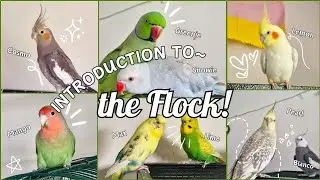 Introduction to The Flock of 9 Birds | Know a Little About Each Birdie! :)