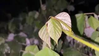 편안한 수면음악 자연의소리 밤소리 (수면유도음악) 수면명상음악연속듣기 | 잠잘때 듣는 음악 잠잘오는음악 | 휴식할때 듣는 음악 (조용한 노래)