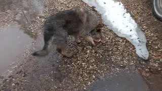 Бездомный пёс не меняет привычек