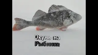 Окунь на балансир