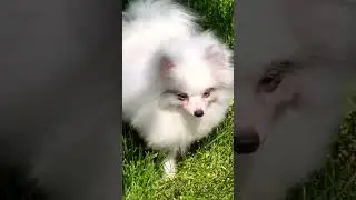МИКРО шпиц.