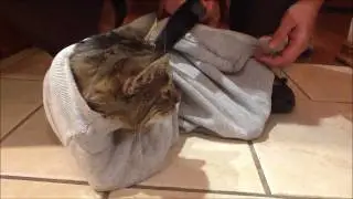 Crazy Cat Turns into a Slug
