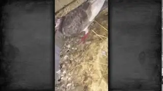 Копия видео 