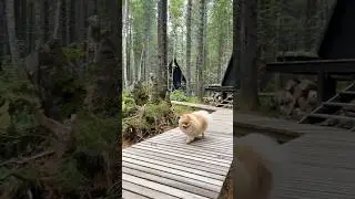 Басе очень комфортно на природе!