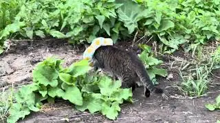 Кот и воротник😂