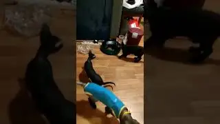 Тест кормушки feed-ex с ble модулем на ошейнике кота.