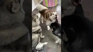 Howling We Want More Food