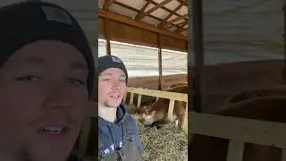 Cows On Pasture Till Mid December!