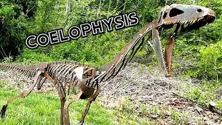 Creating steel coelophysis skeleton