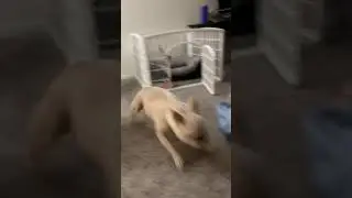 Crackhead on the Loose