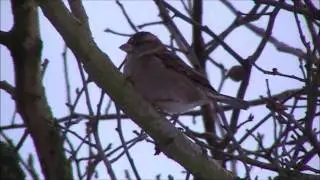 Vogels Spotten !!!