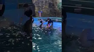 Купание с дельфинами