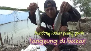 Bakar ikan di tambak