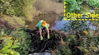 Removing Large Beaver Dam To Drain Flooded Road. Unclogging Culvert