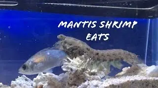 Mantis shrimp attacks