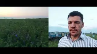 Вика мохнатая (полевая). Хороший медонос или нет?