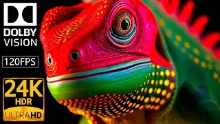 24K HDR 120FPS: ANIMAL in the WILD (Dolby Vision)