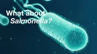 Common Food Poisoning Bacteria part 2