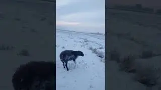 Frozen animals from cold weather in Kazakhstan 🇰🇿 | تجمد الحيوانات في كازاخستان