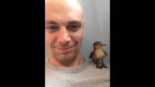 Schuykill the Duck - My duck I rescued from the interstate highway in philadlephia