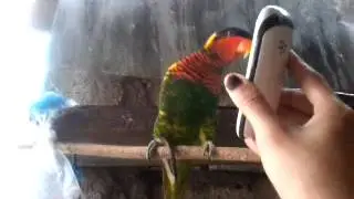 Bokep