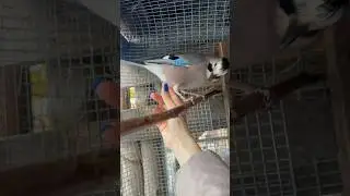 БУДУ ГЛАДИТЬ СОЙКУ 😁