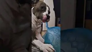 Амстафф Локи 3 года | Разобрал Все Игрушки | Стаффорд | Amstaff Loki