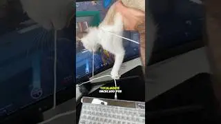 ADOTEI UM GATO PORTUGUES (E MALUCO)