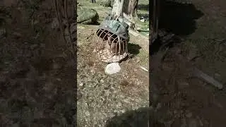 Кабки каратов