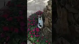 CAT from Jerusalem GO street cute cats #shorts