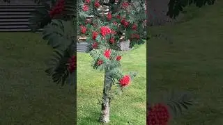 What is this tree called? #norway #bergen #tree #flowers #nature #autumn #shorts #beautiful #breeze