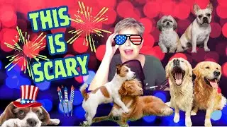 WARNING: PROTECT Your Dog from THIS on July 4 #fireworksanddogstips