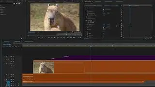 ทำ Easy ease keyframe