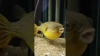 Fuffer fish #shorts