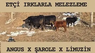 CROSSING WITH MEAT BREEDS - LISTEN CAREFULLY UNTIL THE END!! 