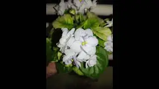 Фиалки у Алисы.