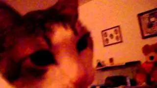 Paco playing with the camera cord