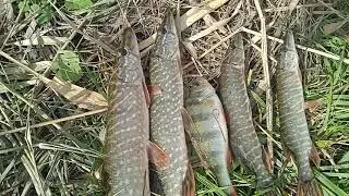 Река Аксай.По ХИЩНИКУ...