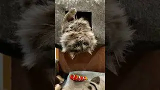 ЧТО С КОТОМ??? 