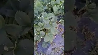 клубника что за сорт?
